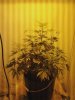 Plant Pic2.jpg