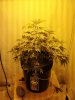 Plant Pic3.jpg