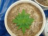 colins weed 022.jpg
