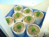 colins weed 023.jpg