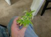 HPIM1179-small.jpg