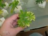 HPIM1184-small.jpg