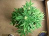 weed pics 8 053.jpg