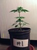 weed pics 8 023.jpg
