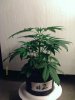 weed pics 8 030.jpg