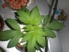 DSCN1379.jpg