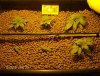 2010 grow 001.JPG