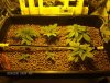 2010 grow 004.JPG