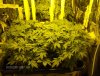 2010 grow 002.jpg