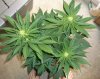 Strawberry-Cough-week-2-pic-2.jpg