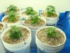 colins weed 024.jpg