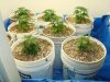 colins weed 027.jpg