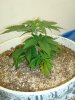 colins weed 025.jpg