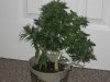 plant 4 002.jpg