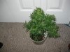 plant 4 001.jpg