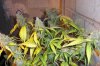 jahtrip-albums-bunny-blue-bluemoonshine-x-northern-lights-picture103971-plant-flushing.jpg