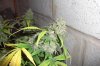 jahtrip-albums-bunny-blue-bluemoonshine-x-northern-lights-picture103969-plant-close-up-3.jpg