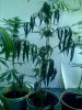 plant sos.jpg