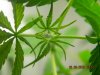WEED 031.JPG