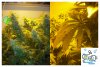 sickplant.jpg
