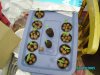 babies_seeds 003.JPG