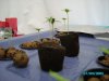 babies_seeds 005.JPG