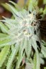 2008_02_19_BB_bud2.jpg