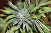 2008_02_19_BB_bud.jpg