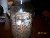spore jar.jpg