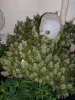 DSCF6012.jpg