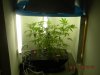 WEED 008.JPG