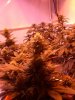 good bud 009.jpg