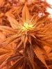 good bud 011.jpg