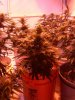 good bud 012.jpg