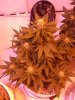 good bud 021.jpg