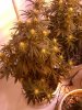 good bud 020.jpg