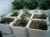 good bud 017.jpg