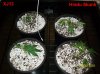 600w grow, first day 003 600x449.jpg