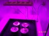 600w grow, first day 001 600x449.jpg