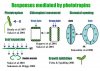 phototropin.JPG