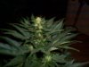 3 weeks flowering 05.jpg