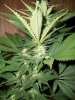 Strawberry-Cough1-2-8-10.jpg
