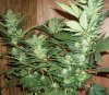 Strawberry-Cough2-2-8-10.jpg