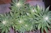 Strawberry-Cough3-2-8-10.jpg