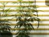 Chemdog 6 Days Of Flowering.jpg