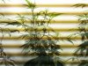 Shiskaberry 6 Days Flowering.jpg