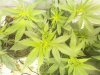 Shiskaberry Top3.jpg