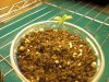 Orange Bud 2.jpg