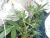 trimming 012.jpg