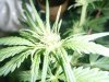 trimming 014.jpg